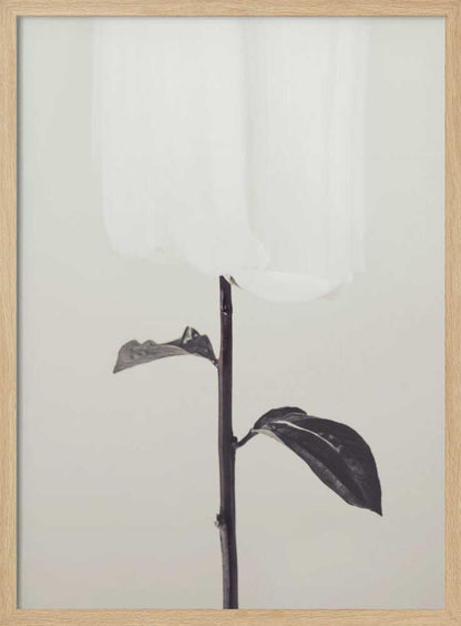 Peony 18 - Poster / Art Print