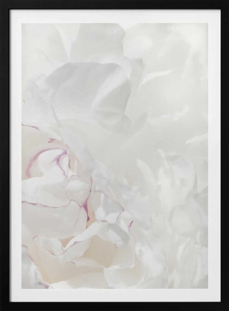 An abstract close-up of soft white peony petals with delicate purple edges in a black frame.