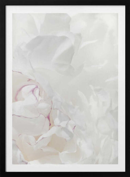 An abstract close-up of soft white peony petals with delicate purple edges in a black frame.