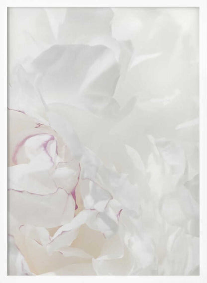 An abstract close-up of soft white peony petals with delicate purple edges in a black frame.