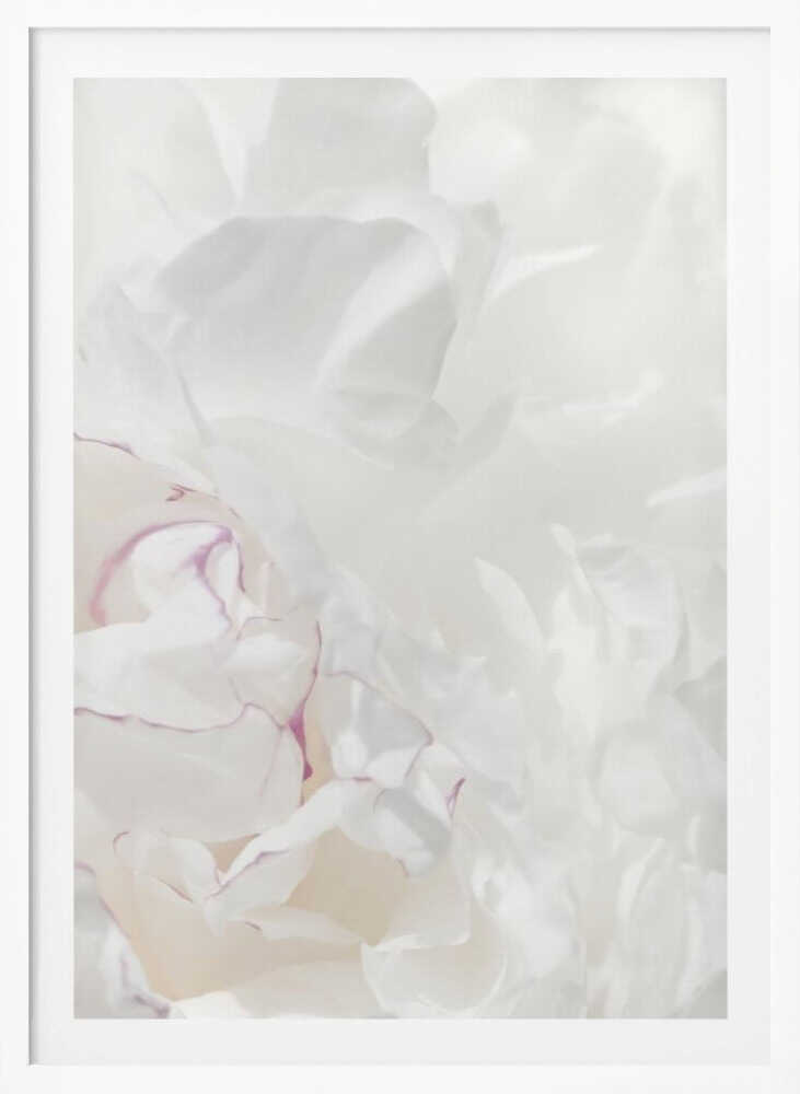 An abstract close-up of soft white peony petals with delicate purple edges in a black frame.
