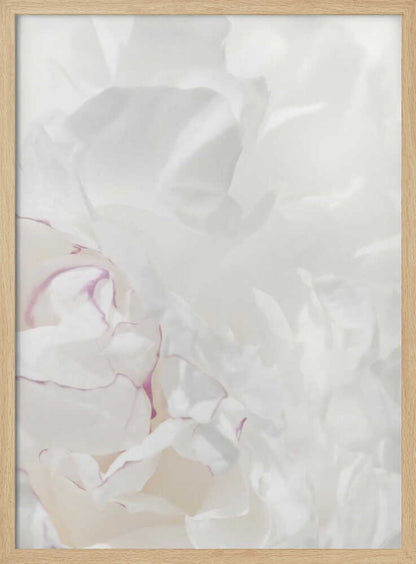 An abstract close-up of soft white peony petals with delicate purple edges in a black frame.