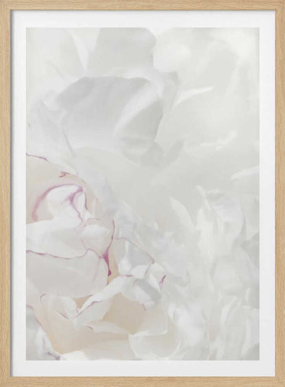 An abstract close-up of soft white peony petals with delicate purple edges in a black frame.