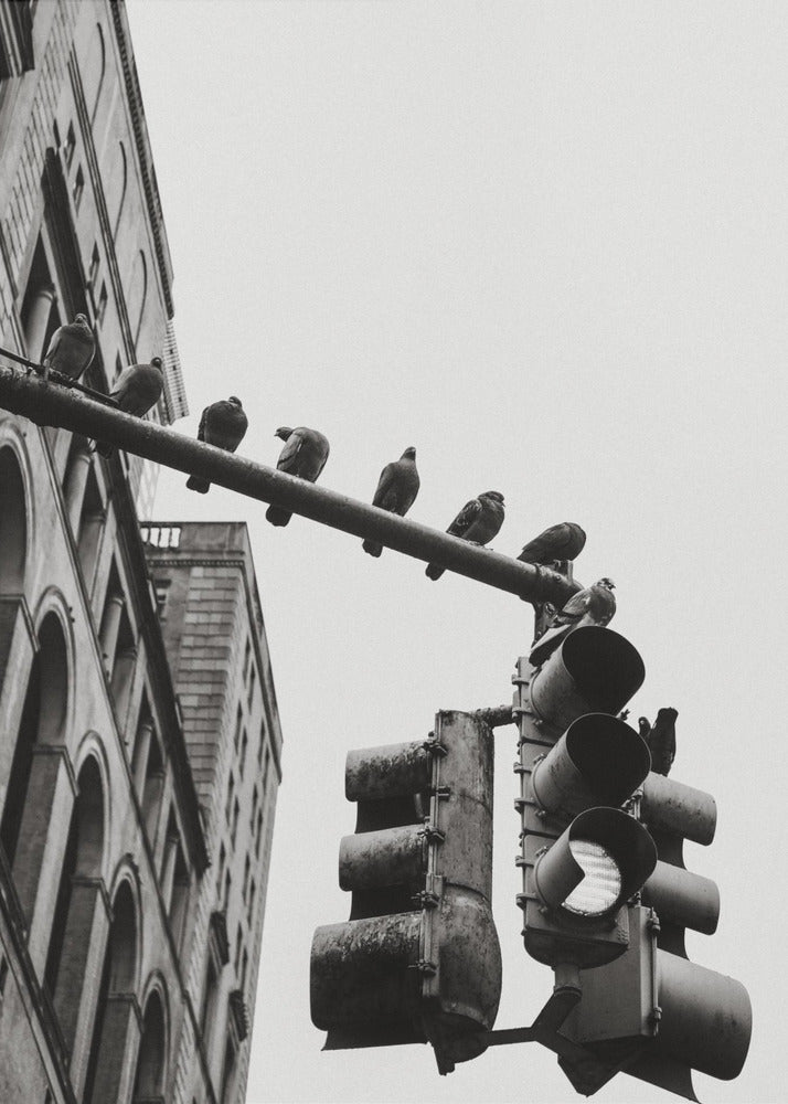 A low-angle, black and white photograph of pigeons perched along a traffic light arm, with a large city building in the background against a gray sky. Wall Art