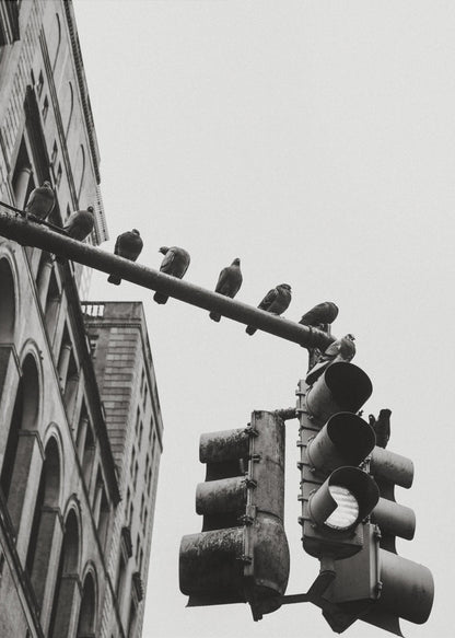 A low-angle, black and white photograph of pigeons perched along a traffic light arm, with a large city building in the background against a gray sky. Wall Art