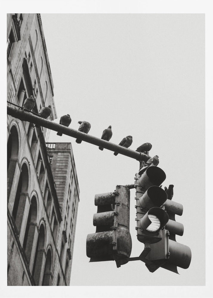 A low-angle, black and white photograph of pigeons perched along a traffic light arm, with a large city building in the background against a gray sky. Wall Art