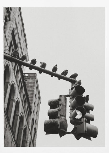 A low-angle, black and white photograph of pigeons perched along a traffic light arm, with a large city building in the background against a gray sky. Wall Art