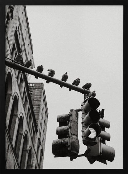 A low-angle, black and white photograph of pigeons perched along a traffic light arm, with a large city building in the background against a gray sky. Wall Art