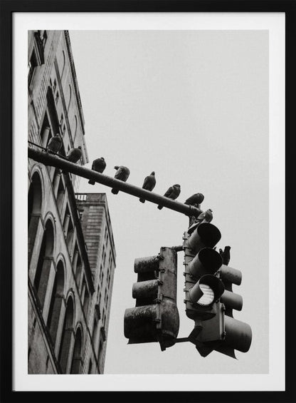 A low-angle, black and white photograph of pigeons perched along a traffic light arm, with a large city building in the background against a gray sky. Wall Art