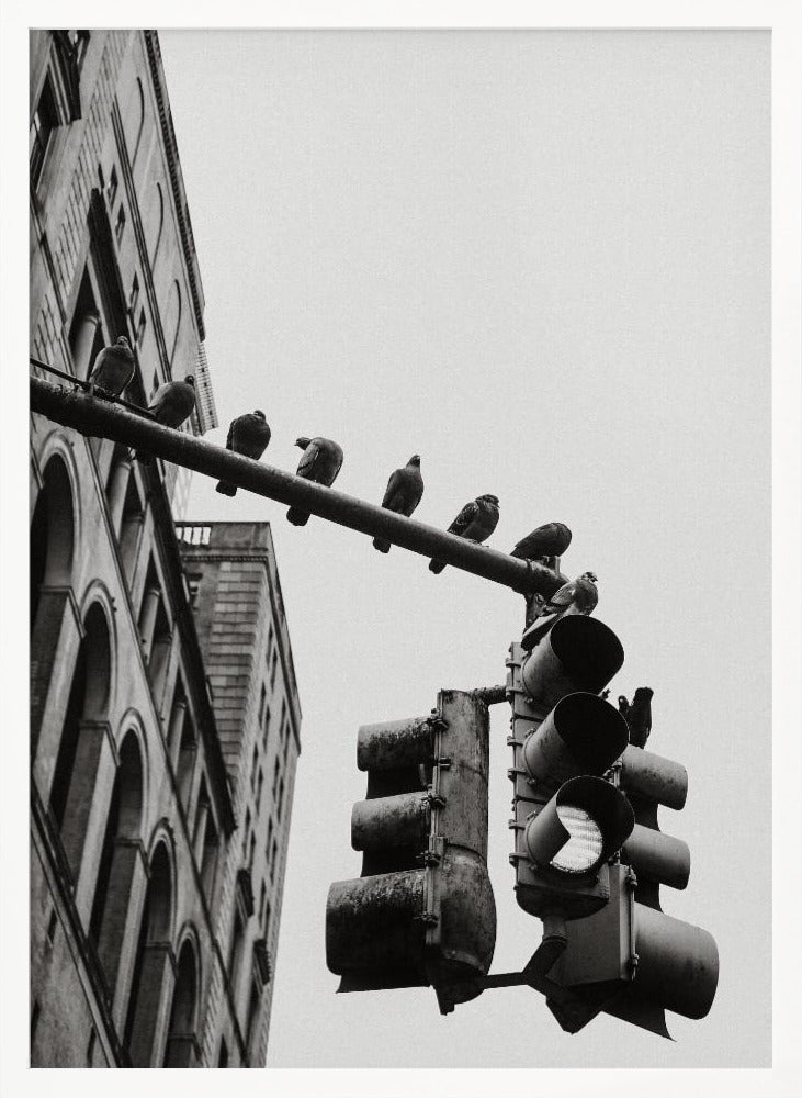 A low-angle, black and white photograph of pigeons perched along a traffic light arm, with a large city building in the background against a gray sky. Wall Art