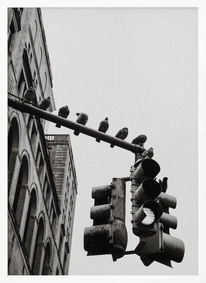 A low-angle, black and white photograph of pigeons perched along a traffic light arm, with a large city building in the background against a gray sky. Wall Art