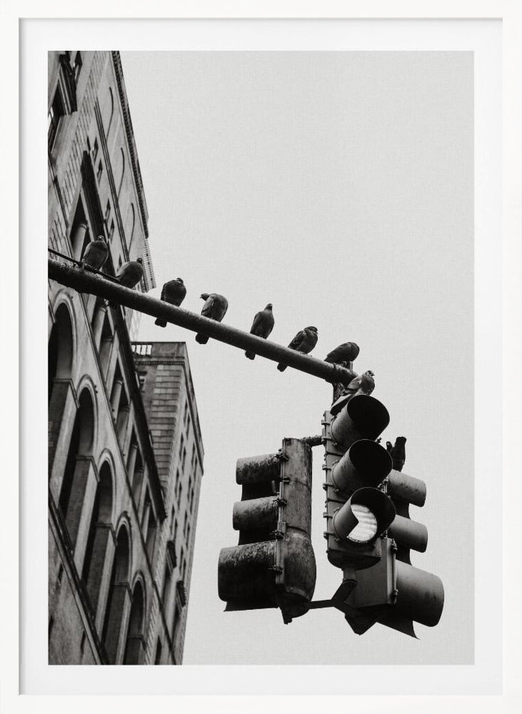 A low-angle, black and white photograph of pigeons perched along a traffic light arm, with a large city building in the background against a gray sky. Wall Art