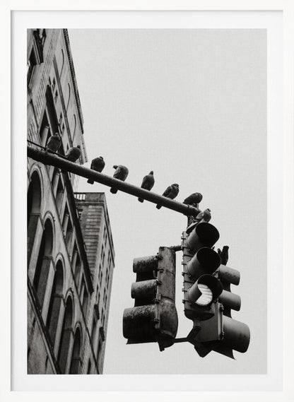 A low-angle, black and white photograph of pigeons perched along a traffic light arm, with a large city building in the background against a gray sky. Wall Art