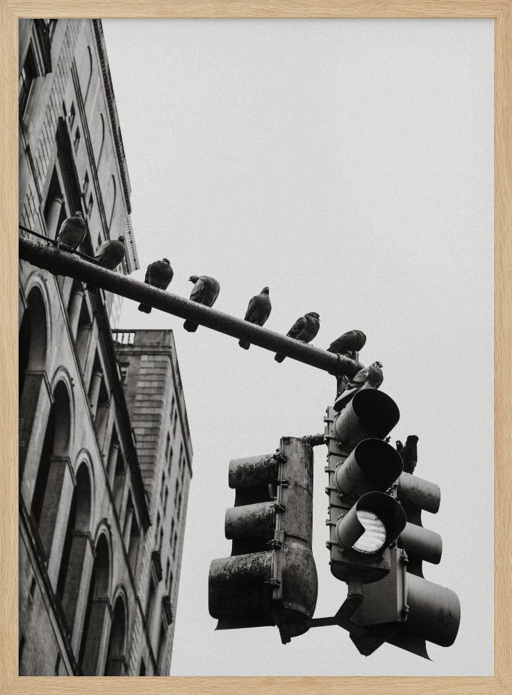 A low-angle, black and white photograph of pigeons perched along a traffic light arm, with a large city building in the background against a gray sky. Wall Art