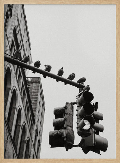 A low-angle, black and white photograph of pigeons perched along a traffic light arm, with a large city building in the background against a gray sky. Wall Art