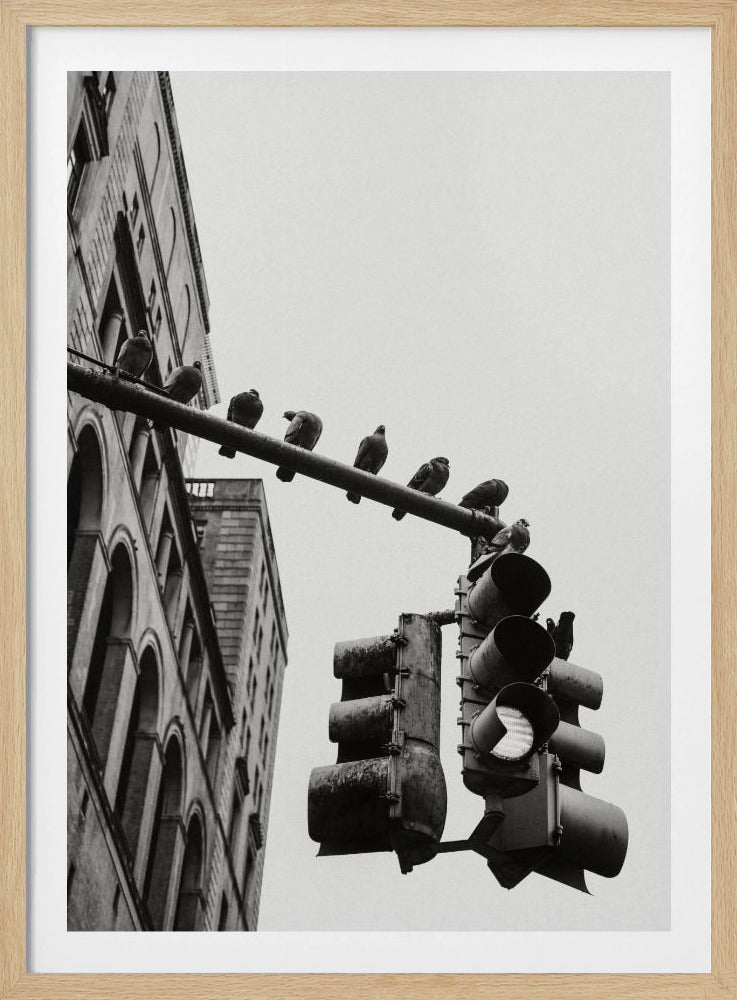 A low-angle, black and white photograph of pigeons perched along a traffic light arm, with a large city building in the background against a gray sky. Wall Art