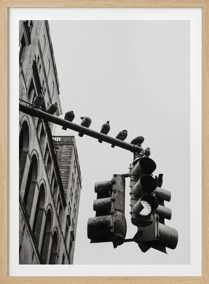 A low-angle, black and white photograph of pigeons perched along a traffic light arm, with a large city building in the background against a gray sky. Wall Art
