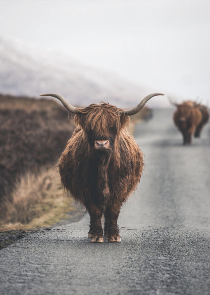 A portrait photograph of a shaggy, brown Highland cow standing in the center of a narrow road, looking directly at the camera. Another Highland cow is seen further down the road in the background, with a misty, hilly landscape on either side. Wall Art