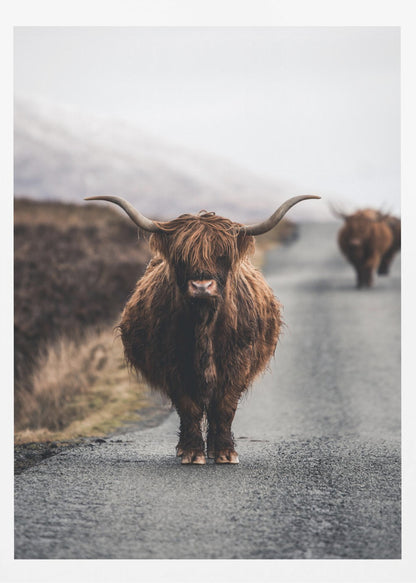 A portrait photograph of a shaggy, brown Highland cow standing in the center of a narrow road, looking directly at the camera. Another Highland cow is seen further down the road in the background, with a misty, hilly landscape on either side. Wall Art