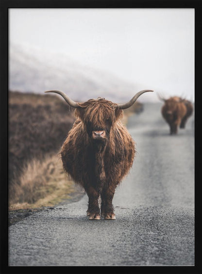A portrait photograph of a shaggy, brown Highland cow standing in the center of a narrow road, looking directly at the camera. Another Highland cow is seen further down the road in the background, with a misty, hilly landscape on either side. Wall Art