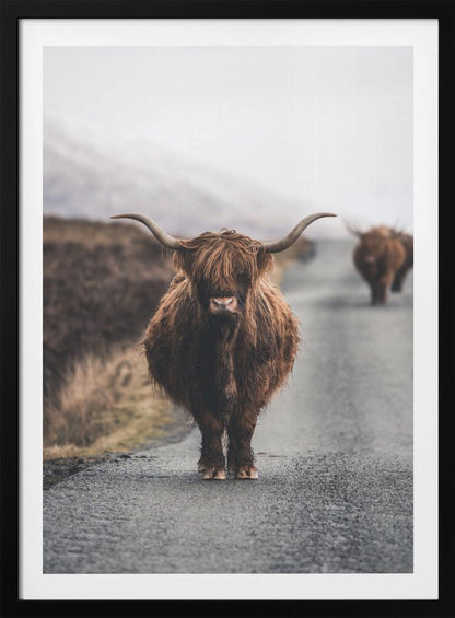 A portrait photograph of a shaggy, brown Highland cow standing in the center of a narrow road, looking directly at the camera. Another Highland cow is seen further down the road in the background, with a misty, hilly landscape on either side. Wall Art