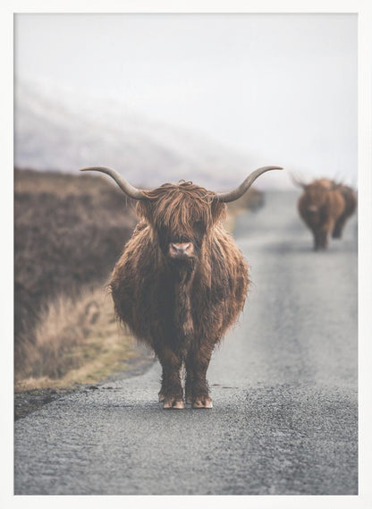 A portrait photograph of a shaggy, brown Highland cow standing in the center of a narrow road, looking directly at the camera. Another Highland cow is seen further down the road in the background, with a misty, hilly landscape on either side. Wall Art