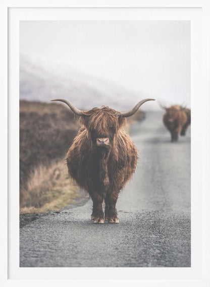 A portrait photograph of a shaggy, brown Highland cow standing in the center of a narrow road, looking directly at the camera. Another Highland cow is seen further down the road in the background, with a misty, hilly landscape on either side. Wall Art