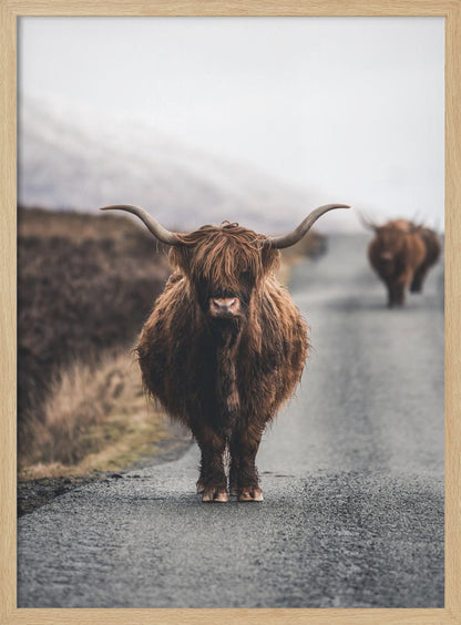 A portrait photograph of a shaggy, brown Highland cow standing in the center of a narrow road, looking directly at the camera. Another Highland cow is seen further down the road in the background, with a misty, hilly landscape on either side. Wall Art
