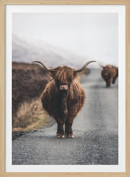 A portrait photograph of a shaggy, brown Highland cow standing in the center of a narrow road, looking directly at the camera. Another Highland cow is seen further down the road in the background, with a misty, hilly landscape on either side. Wall Art