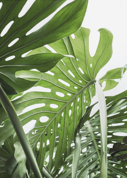 A low-angle, close-up photograph of vibrant green Monstera deliciosa leaves, showcasing their natural splits and holes against a bright white background, enclosed in a thin black frame. Print