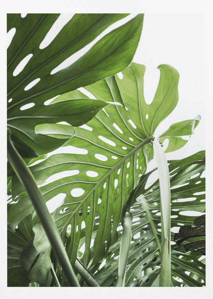 A low-angle, close-up photograph of vibrant green Monstera deliciosa leaves, showcasing their natural splits and holes against a bright white background, enclosed in a thin black frame. Print