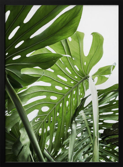 A low-angle, close-up photograph of vibrant green Monstera deliciosa leaves, showcasing their natural splits and holes against a bright white background, enclosed in a thin black frame. Print
