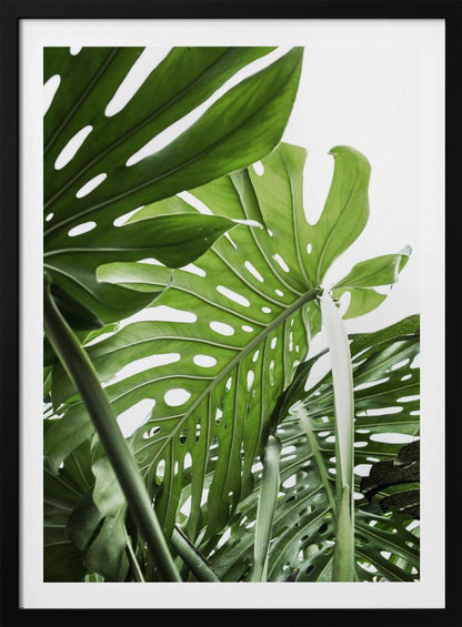 A low-angle, close-up photograph of vibrant green Monstera deliciosa leaves, showcasing their natural splits and holes against a bright white background, enclosed in a thin black frame. Print