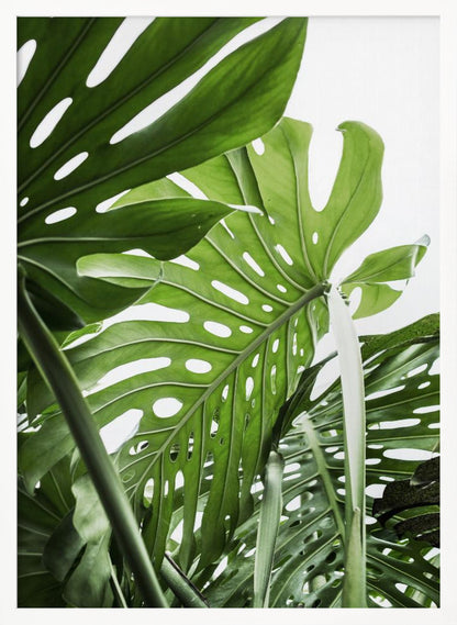 A low-angle, close-up photograph of vibrant green Monstera deliciosa leaves, showcasing their natural splits and holes against a bright white background, enclosed in a thin black frame. Print