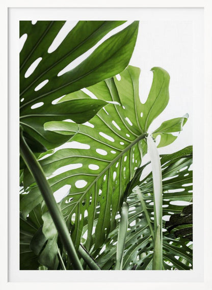 A low-angle, close-up photograph of vibrant green Monstera deliciosa leaves, showcasing their natural splits and holes against a bright white background, enclosed in a thin black frame. Print