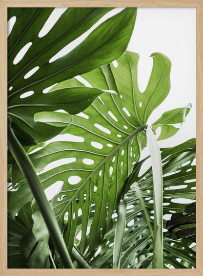 A low-angle, close-up photograph of vibrant green Monstera deliciosa leaves, showcasing their natural splits and holes against a bright white background, enclosed in a thin black frame. Print