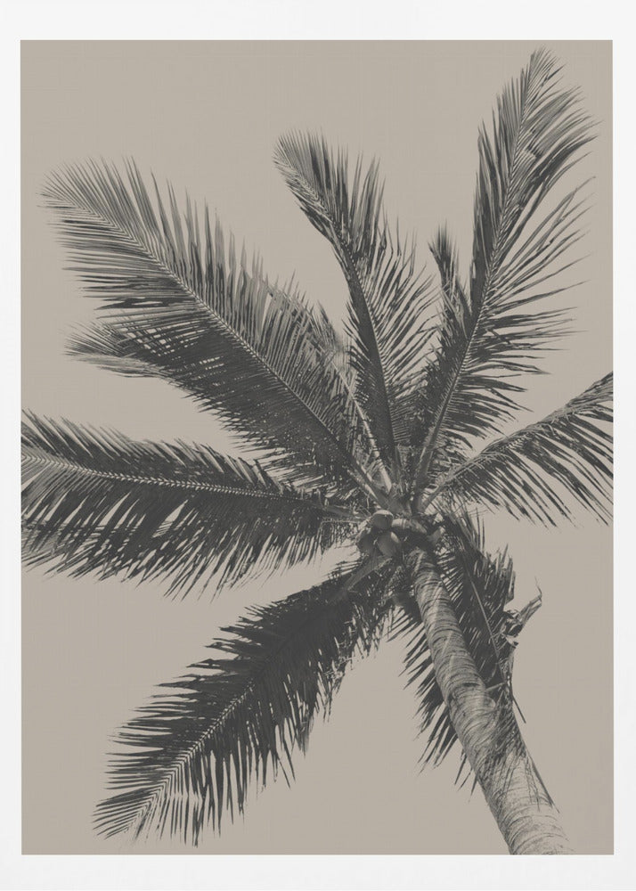 Palm Tree - Poster / Art Print