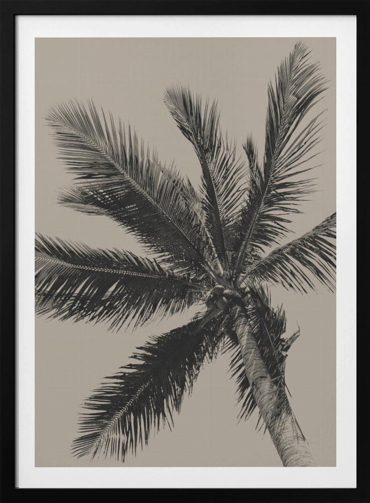 Palm Tree - Poster / Art Print