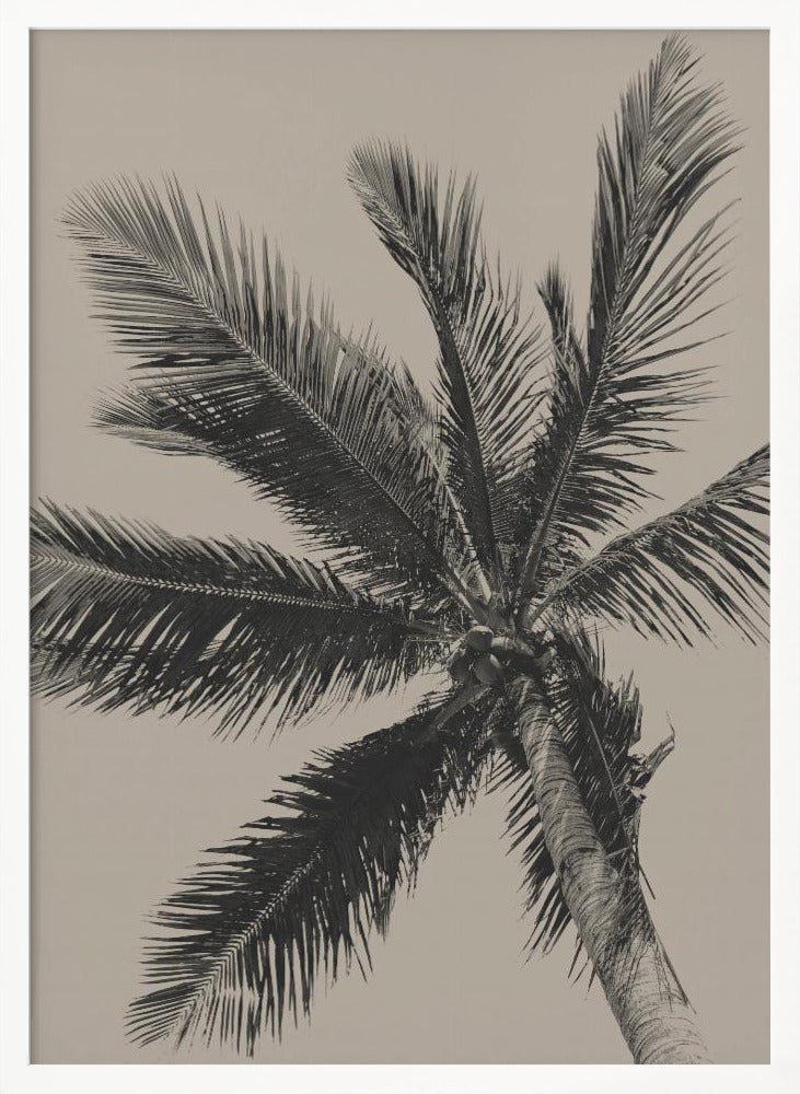 Palm Tree - Poster / Art Print