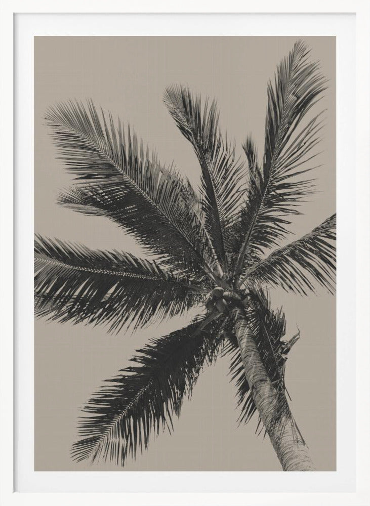 Palm Tree - Poster / Art Print