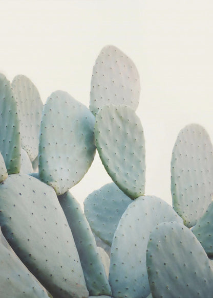A close-up photograph of pale, dusty green prickly pear cactus pads against a bright, off-white background, presented in a minimalist style with a thin black frame. Artwork