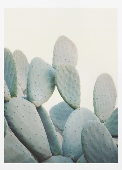 A close-up photograph of pale, dusty green prickly pear cactus pads against a bright, off-white background, presented in a minimalist style with a thin black frame. Artwork
