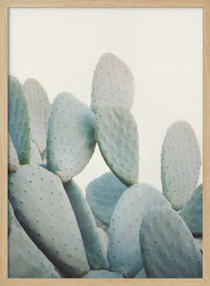 A close-up photograph of pale, dusty green prickly pear cactus pads against a bright, off-white background, presented in a minimalist style with a thin black frame. Artwork