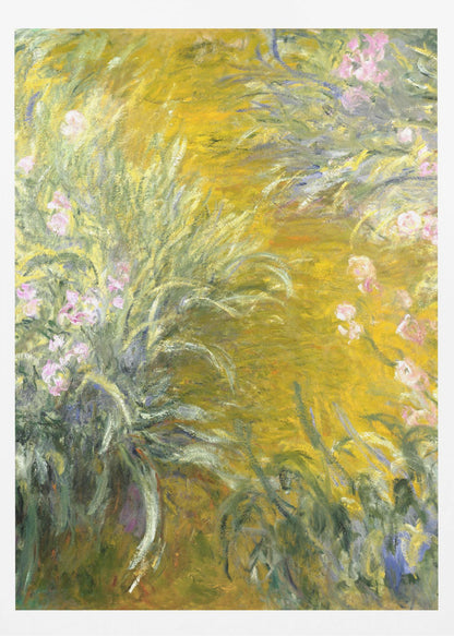 An Impressionist painting by Claude Monet of a sunlit garden, possibly Giverny. The canvas is filled with energetic brushstrokes depicting tall green leaves and soft pink irises against a vibrant, almost abstract background of golden yellow. Print