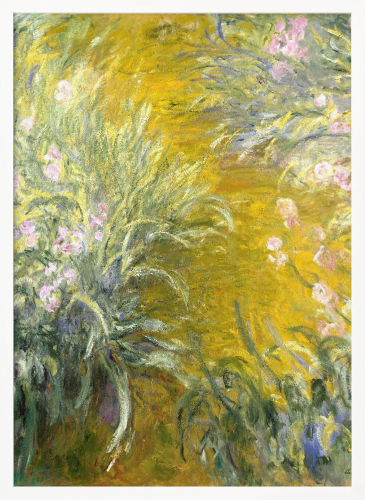 An Impressionist painting by Claude Monet of a sunlit garden, possibly Giverny. The canvas is filled with energetic brushstrokes depicting tall green leaves and soft pink irises against a vibrant, almost abstract background of golden yellow. Print