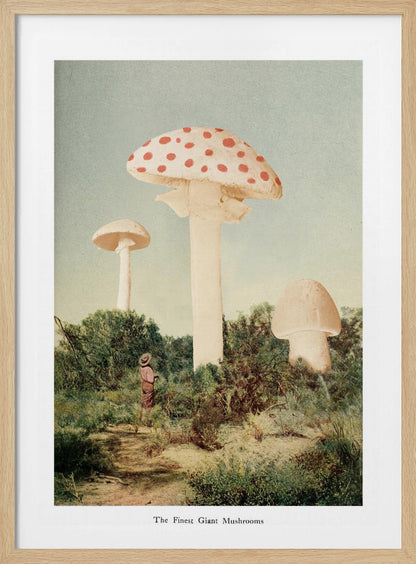 A vintage-style collage depicting a surreal landscape where a small person stands in a green, bushy field dwarfed by three enormous mushrooms, one of which is a red and white spotted toadstool. Wall Art