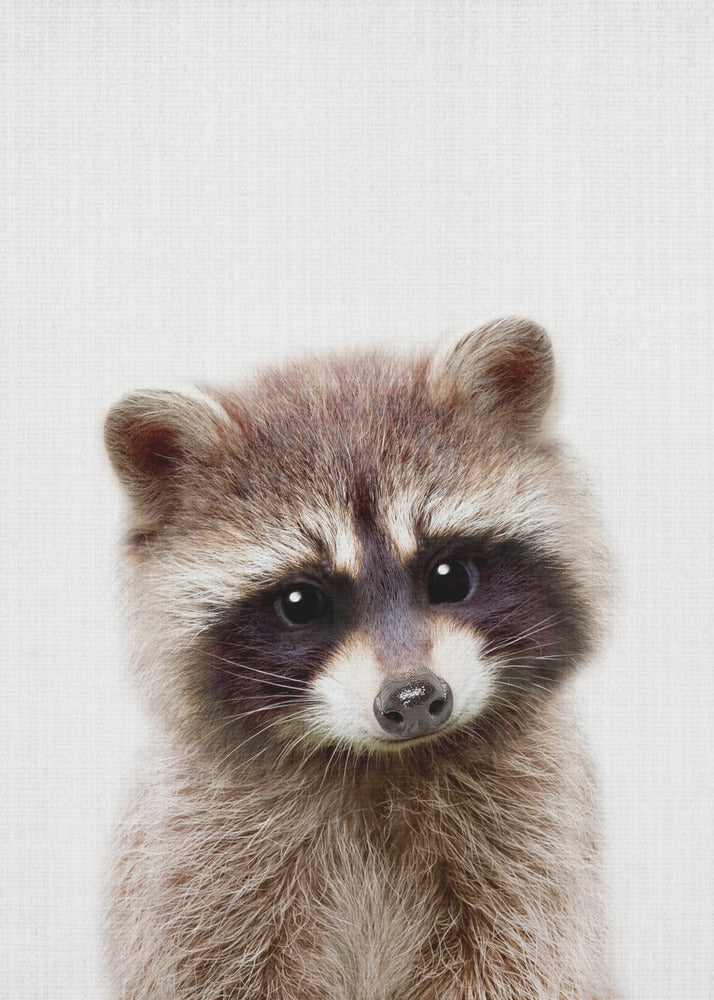 Peekaboo Raccoon - Poster / Art Print