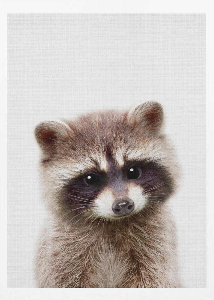 Peekaboo Raccoon - Poster / Art Print