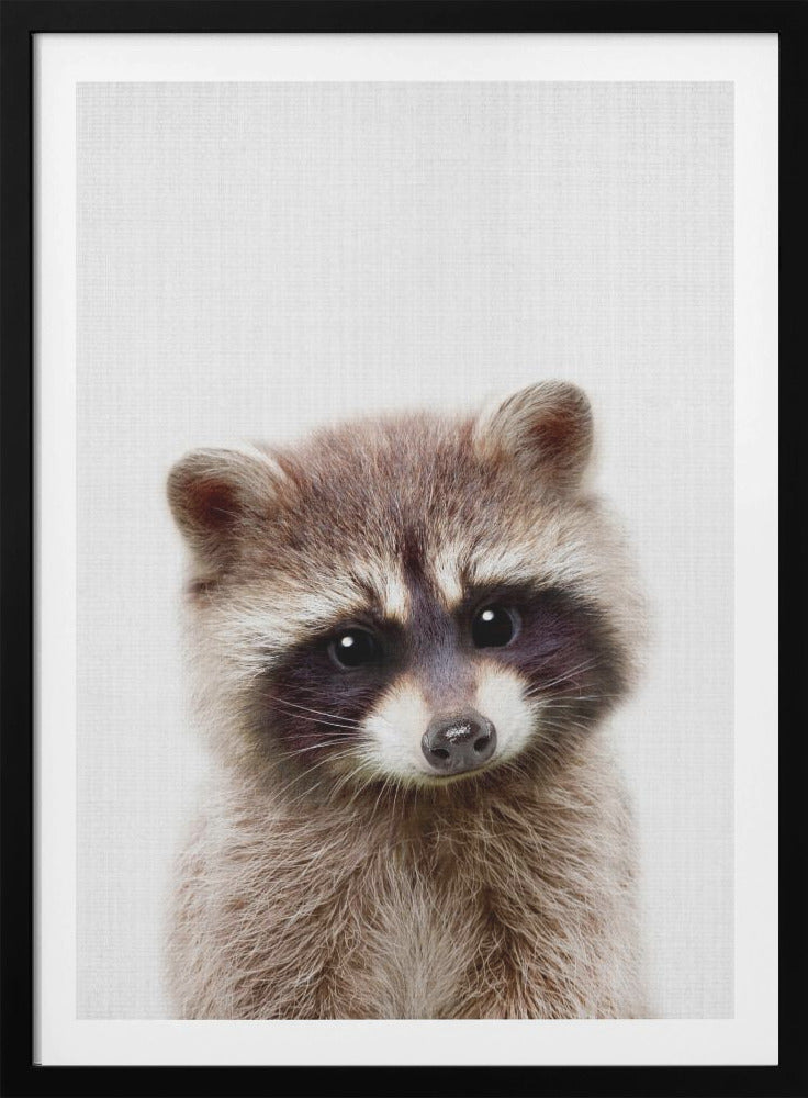 Peekaboo Raccoon - Poster / Art Print