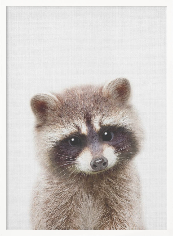 Peekaboo Raccoon - Poster / Art Print